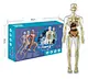 High Quality Anatomy Toys Human Body Science Kit